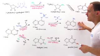 Purine Synthesis [upl. by Sibylle]