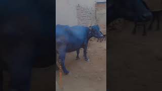 🐃🐃🐃🐃🐕🐕🐕🐕dono apni masti m Mast h [upl. by Ayrolg]