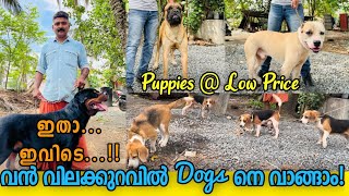 Budget Priceന് Puppies ഇവിടെ നിന്നും 20 വർഷമായി kennel നടത്തുന്ന ബൈജു ചേട്ടൻ Dog Farming Malayalam [upl. by Mccullough]