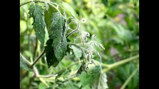 Identifying and Treating Tomato Plant Pests tomatoes pest tomatoes whiteflies [upl. by Kampmann]