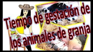 Tiempo de gestación de los animales de granja [upl. by Saraiya]