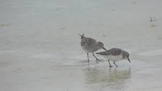 Whiterumped Sandpiper amp Semipalmated Sandpiper Comparison [upl. by Rehpotsirahc]