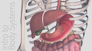 Introduction to the Digestive System  Animated Tutorial  Complete Anatomy [upl. by Aicsila]