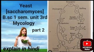 Topic  Yeast saccharomyces for Bsc botany unit 3rd  Mycology [upl. by Hollyanne]