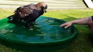 Golden eagle bath time [upl. by Aniri752]