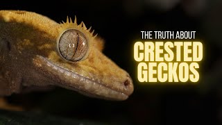 10 Things You Should Know Before Buying A Crested Gecko [upl. by Aleirbag]