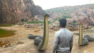 Anaconda snake 4  In Real life HD Video [upl. by Narej445]