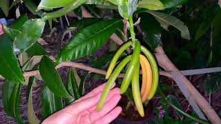 First Vanilla beanpods harvest and first step of the curing process [upl. by Clover]