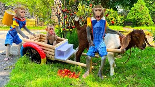 How does the BIMBIM and OBI monkey goat herding  Best Video Monkey [upl. by Kroy]