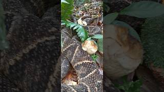 Ferdelance pit viper 🇨🇷 Costa Rica [upl. by Rainie720]