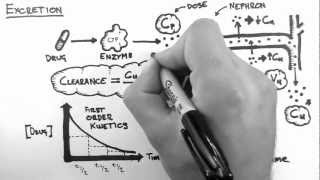 Pharmacokinetics 5  Excretion [upl. by Aitnwahs649]