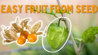 How to Grow Cape Gooseberries from Seed  Easy Fruit to Grow from Seed [upl. by Alleinad]