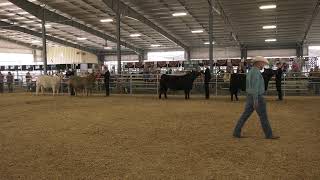 Umatilla County Fair 2024 4HFFA Beef Showmanship [upl. by Chandler583]