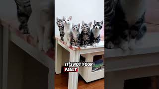 a bunch of cats singing smelly cat by Phoebe Buffay friends phoebe [upl. by Nicolai]