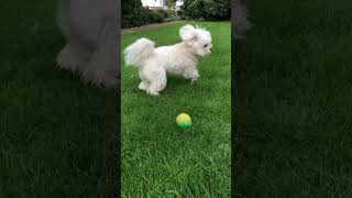 Fluffy Maltese Bichon Puppy Playing Fetch [upl. by Ary]