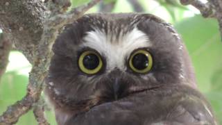 Northern Saw Whet Owl [upl. by Britteny]