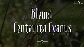 Bleuets centaurea cyanus [upl. by Hartfield204]