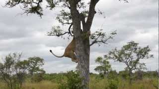 Epic video of lions vs hyenas [upl. by Teagan]