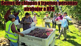 Traemos Personas de México a Trabajar aquí a WA ala temporada de las cosechas de frutas [upl. by Ahtibat]