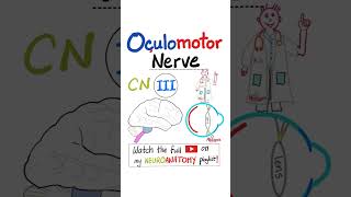 Oculomotor Nerve  The 3rd Cranial Nerve  CN III  EOMs  Neuroanatomy [upl. by Cogen763]