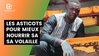 Burkina Faso  Les asticots pour mieux nourrir sa volaille [upl. by Ylelhsa]