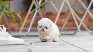 Mini bichon frise for sale │ Miniteacuppuppy [upl. by Mozes]