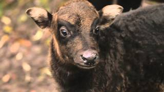 Endangered lowland anoa born at Chester Zoo [upl. by Estis297]