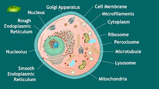 Animal Cell Structure and Function  Notes  Eukaryotic Cell  Basic Science Series [upl. by Aicenra]