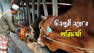 965 চিত্রপুরী এগ্রো গরুর খামার এর পরিচর্যা  রই মানিক গরু পালন। RIManikChitrapuri Krishichitra [upl. by Evad]