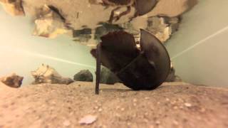 Horseshoe Crab Turns Over [upl. by Nepets]