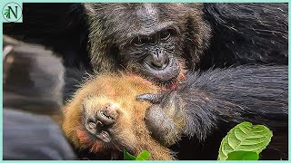 Monkeys Dying In A Chimps Jaws [upl. by Zanahs429]