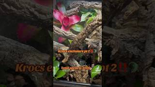 CRESTED GECKO GARGOYLE GECKO SETUP‼️ FULLY BIOACTIVE‼️ crestedgeckos reptiles gargoylegecko [upl. by Ytsirhk572]