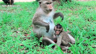 How Do Monkey Weaning Baby  Mom Try Run Away From Baby [upl. by Anaizit]