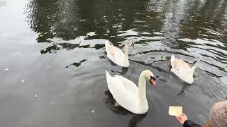 Feeding the swans at Welshpool Canal [upl. by Notluf]