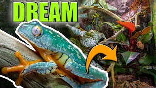 BIOACTIVE TREE FROG TANK UPDATE  DREAM TREE FROGS ARE IN [upl. by Randie]