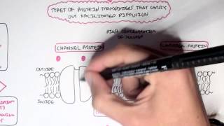 Passive Diffusion  Simple and Facilitated [upl. by Rosalyn]