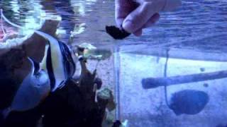 How to hand feed a Moorish Idol [upl. by Simonne]