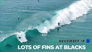 LOTS OF FINS IN LA JOLLA BLACKS BEACH [upl. by Lawlor]