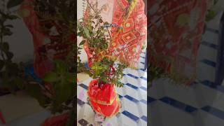 तुलसी मैया सुनो तुम मेरी प्रार्थनाtulsi maiyatulsipujabhaktiviralsongviralvideoviralbhajanma [upl. by Eneleh669]