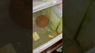 Best food for fish breeding viralvideo shorts [upl. by Renado]