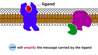 Receptors Signal Transduction and Phosphorylation Cascade [upl. by Meirrak]