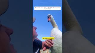 Rescued a swan didnt realize it had babies in my neighborhoodanimals animalrescue rescue [upl. by Eggett559]