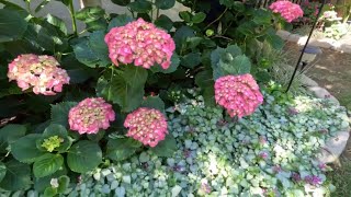 Hydrangea Update amp Planting in the Raised Beds  birdhouse garden [upl. by Suoivatco]