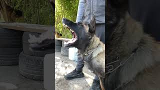 Very angry malinois Chelsea 🐕‍🦺☠️ [upl. by Ailis892]