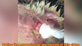 A Case of Myiasis Wound Maggots Infestation in the Ear of a Siberian Husky [upl. by Chiang574]