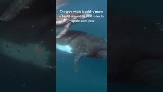 Facts about Whales [upl. by Ettesyl]