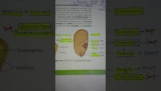 Structure of a monocotyledonous seed Maize🌽🌽🌽🌽🌽 [upl. by Nodrog]