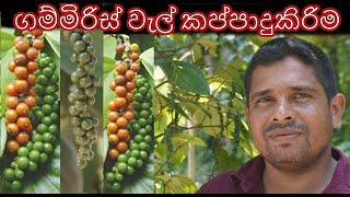 ගම්මිරිස් වැල් කප්පාදු කිරිම gammiris wel kappadu kirima ගම්මිරිස් වගාව Pruning peppers vines [upl. by Koziarz183]