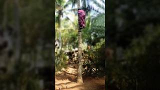 Now anyone can Climb a Coconut Tree  Have a look Amazing Coconut Tree Climbing Tool [upl. by Taite147]