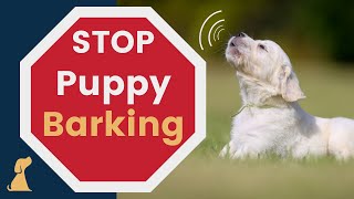 How to Stop Puppy Barking  Training Tips [upl. by Wally]